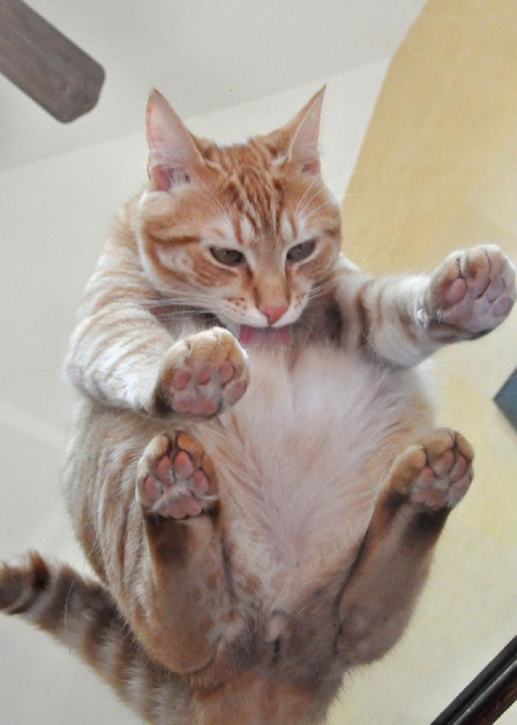 Взгляд снизу: 10 фото причин, почему владельцам котиков нужен стеклянный стол