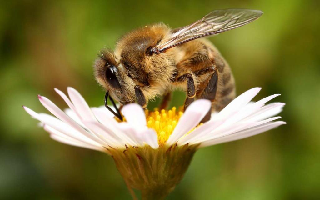 Паразиты медоносной пчелы, клещи варроа, питаются жировыми органами, а не кровью