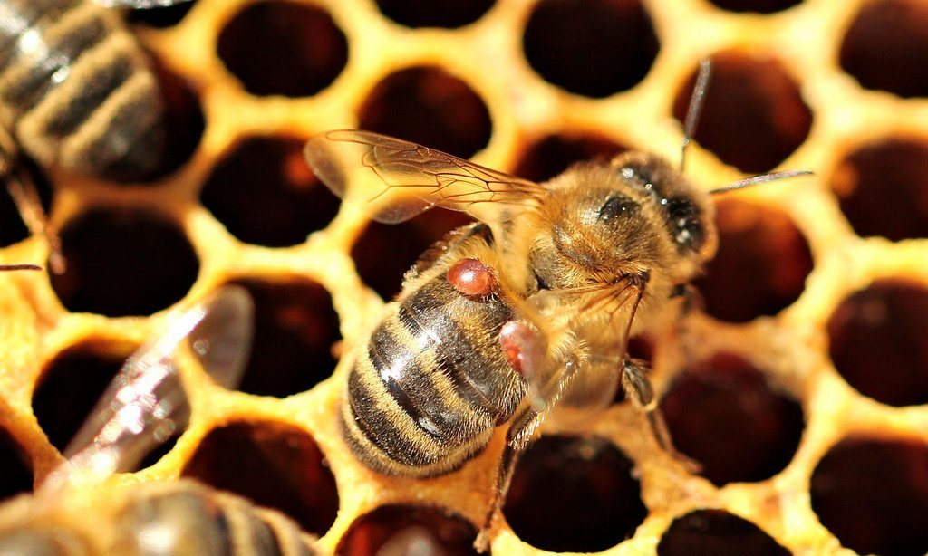 Паразиты медоносной пчелы, клещи варроа, питаются жировыми органами, а не кровью