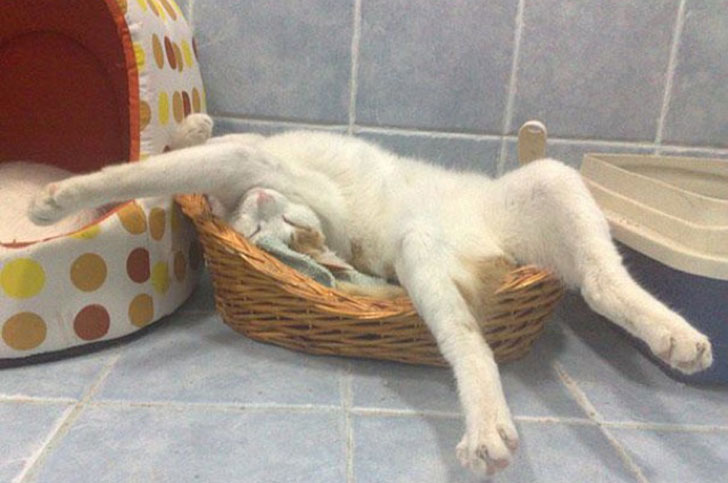 Могут спать, где угодно. 10 фото, подтверждающих, что кошкам комфортно везде