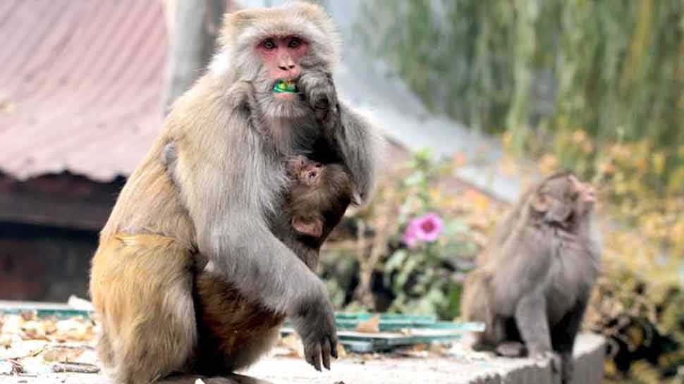 Впервые в истории в Дели собираются регулировать численность обезьян