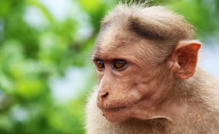 Впервые в истории в Дели собираются регулировать численность обезьян