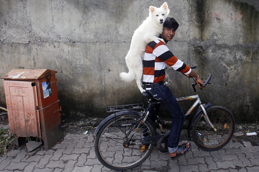 Фотографии, доказывающие существование невероятной дружбы между людьми и животными