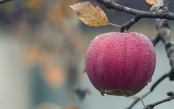Небезопасное яблоко: вредные свойства любимого фрукта
