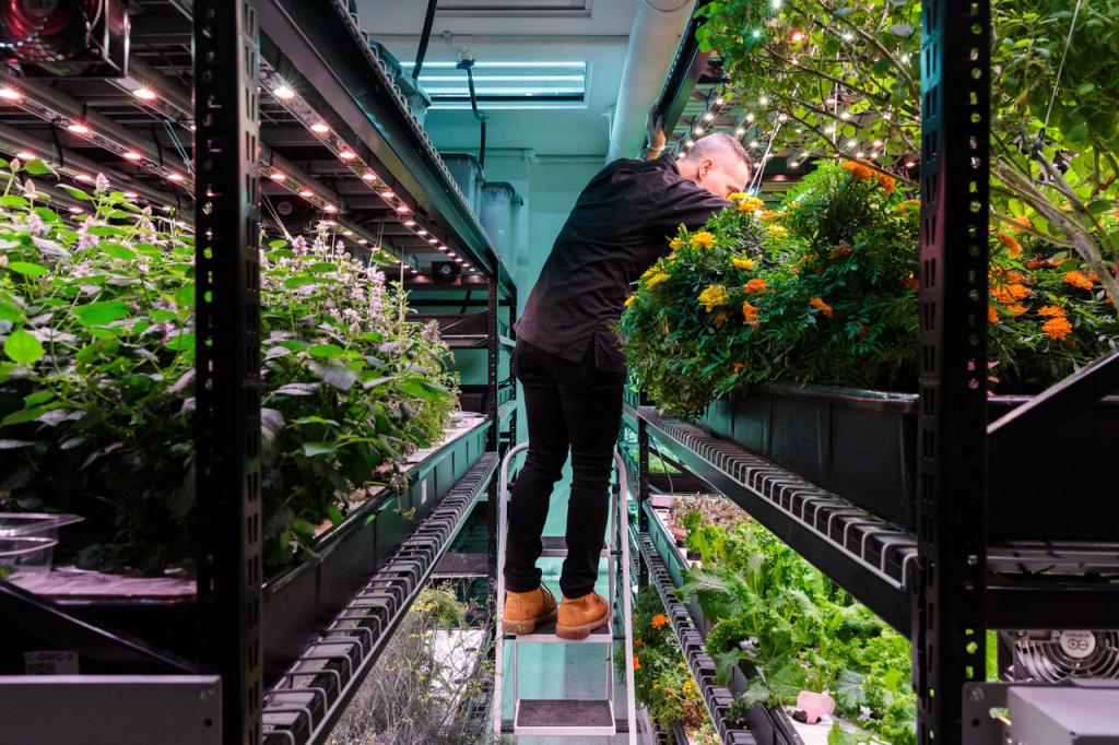 Неожиданный успех подземной фермы свежих овощей в Нью-Йорке