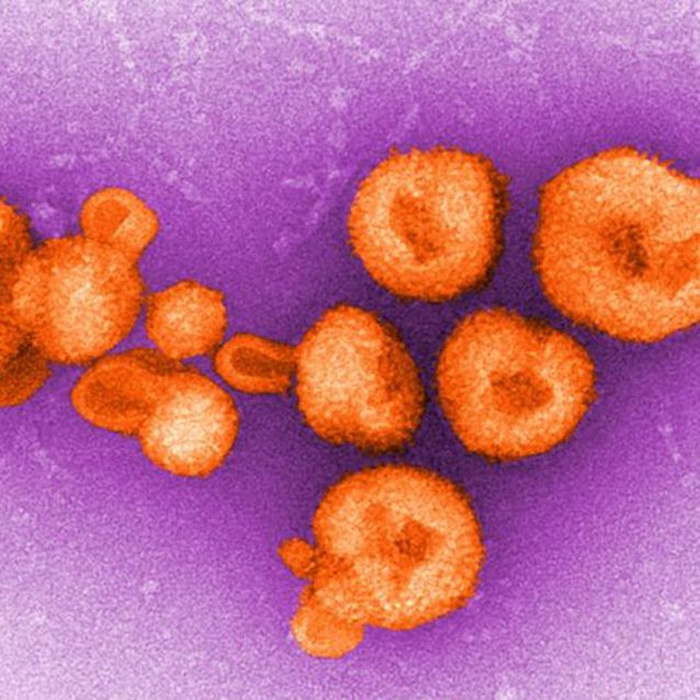 "Невидимые убийцы": 9 самых опасных вирусов на Земле