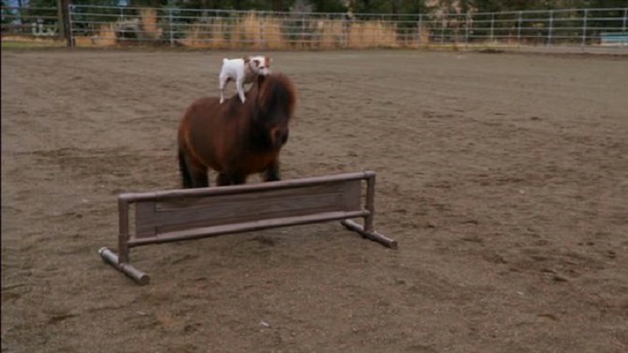 Маленький ездок: терьер научился ездить верхом на лошади