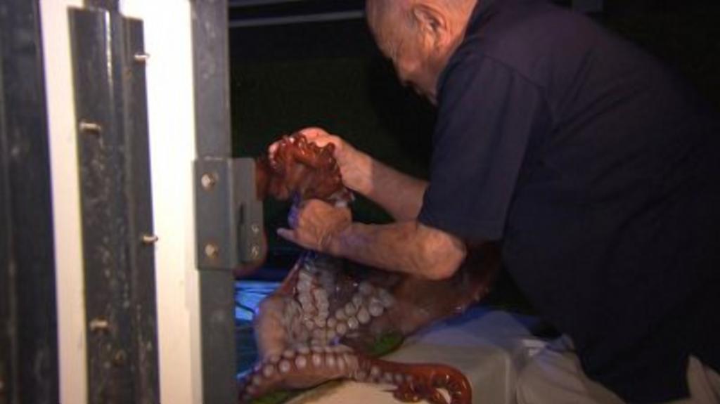 84-летний пенсионер стал знаменитым "заклинателем осьминогов"