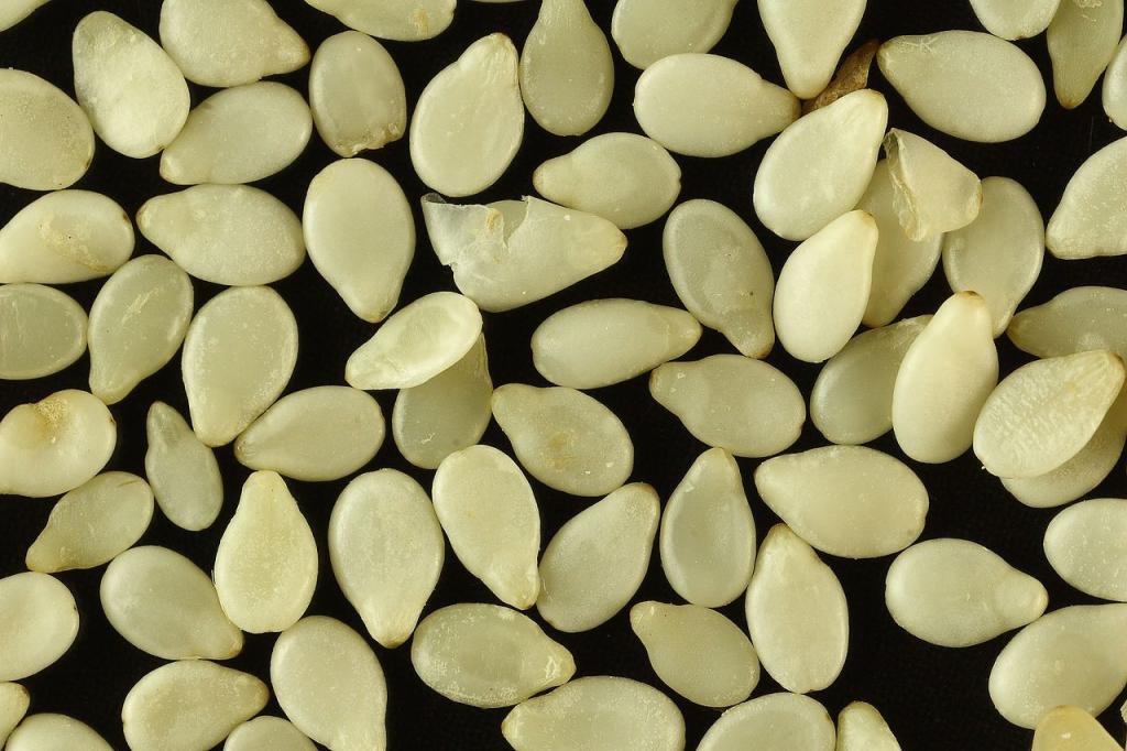 Семена кунжута могут облегчить состояние после повреждения печени, вызванное современными препаратами
