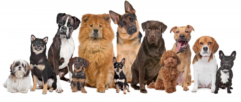 Большие собаки против маленьких: ученые выяснили, кто умнее