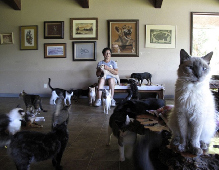 Сильная и независимая женщина: американка после развода с мужем живет с тысячей кошек. Фото