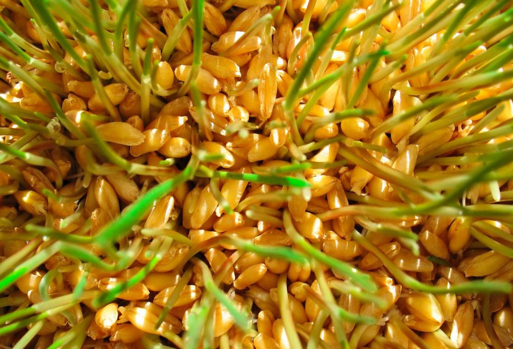 Пророщенная пшеница - натуральный энергетик, который спасет ваше здоровье