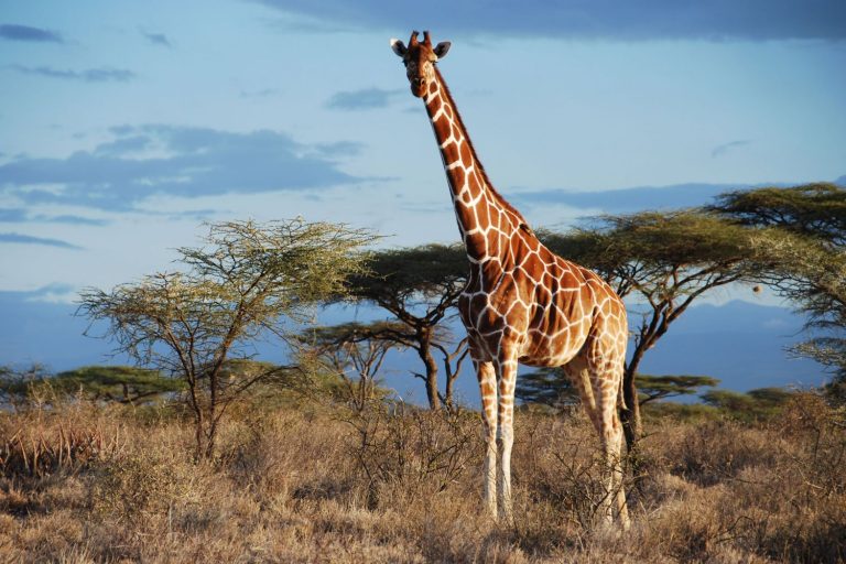 Кольца на шее, смена имиджа: женщина одержима страстью к жирафам