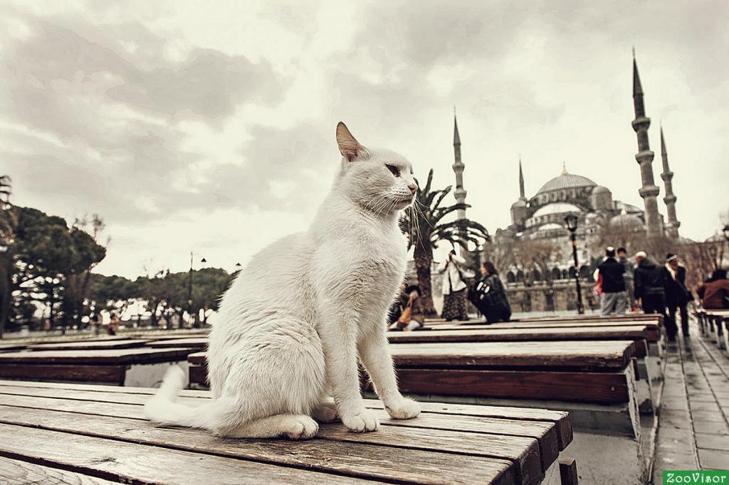 Город султанов: самые колоритные места Стамбула для туристов