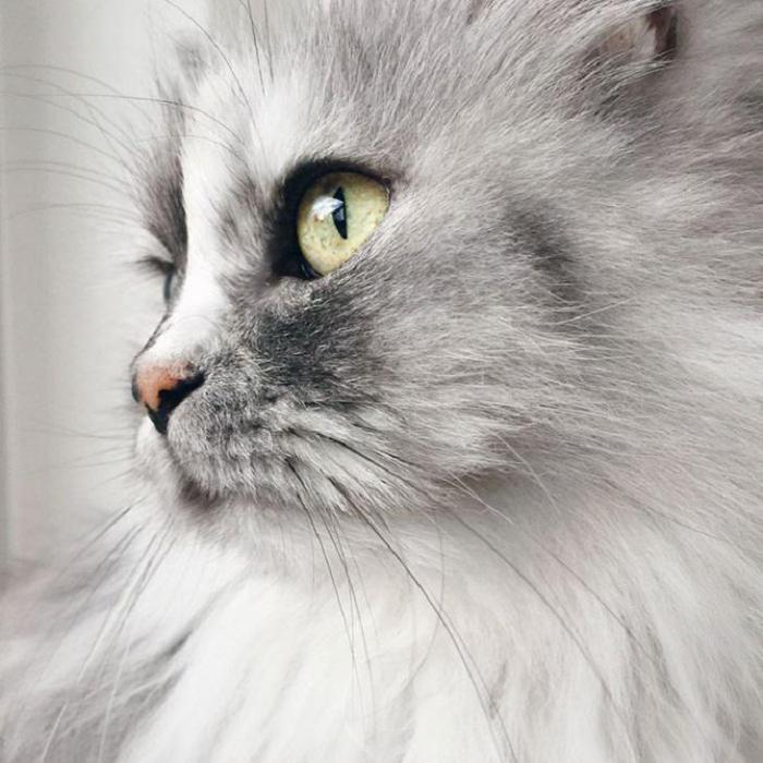 алиса - мраморная кошка