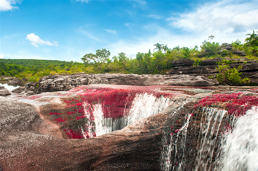 Уникальное творение природы в Колумбии: "река пяти цветов" Каньо-Кристалес