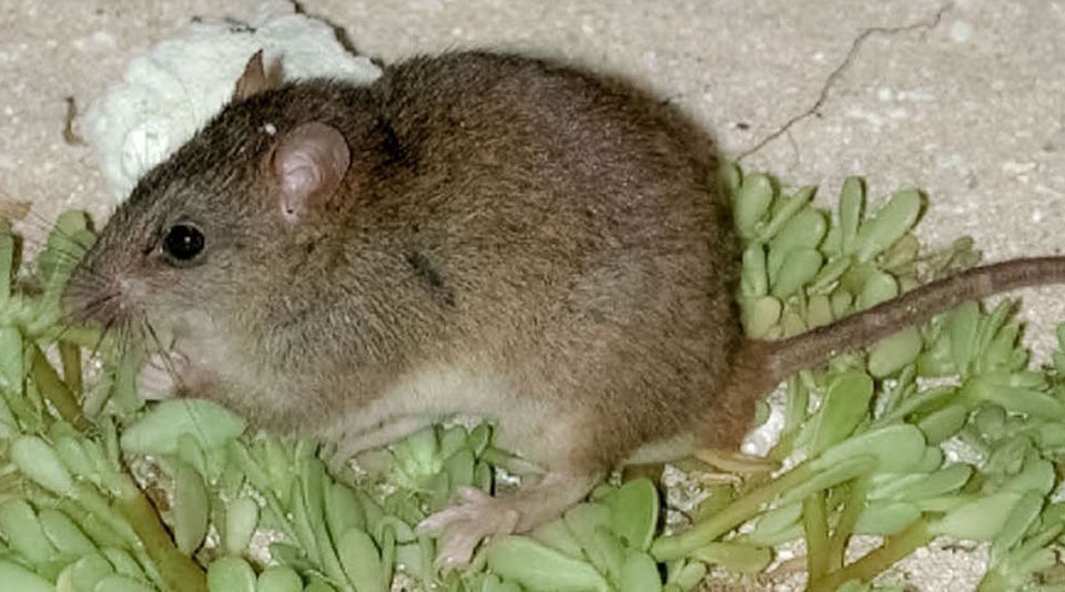 Изменение климата, спровоцированное человеком, продолжает убивать животных: вымерла австралийская крыса