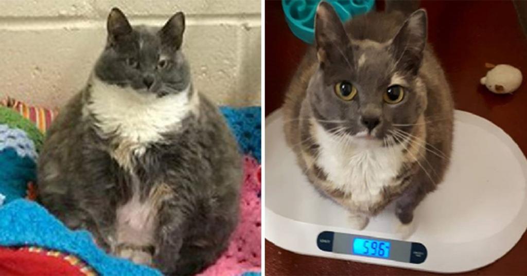 После четырех неудачных попыток самая толстая кошка Англии по имени Митси наконец нашла хозяев