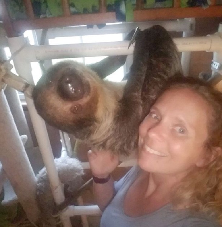 Семья из США купила домой ленивца за $6000 и устроила ему в спальне джунгли