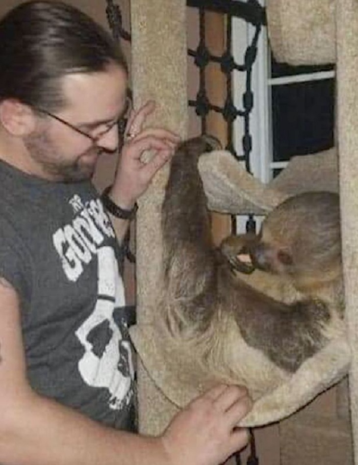 Семья из США купила домой ленивца за $6000 и устроила ему в спальне джунгли