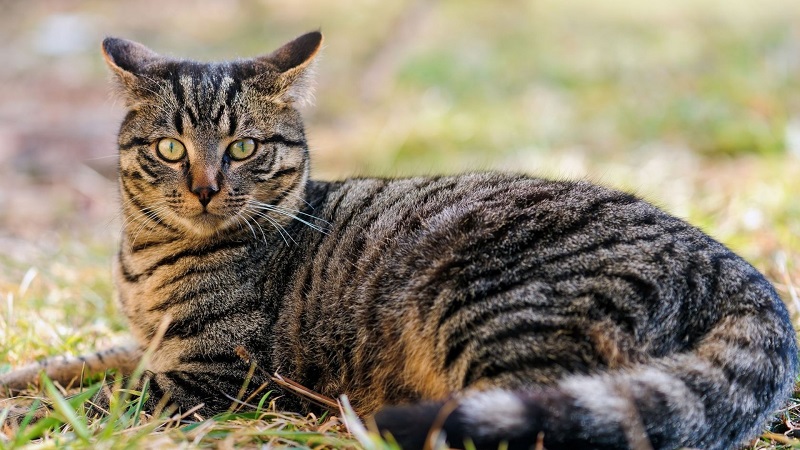 Целитель, защитник, охотник: окрас кота расскажет о его скрытых способностях