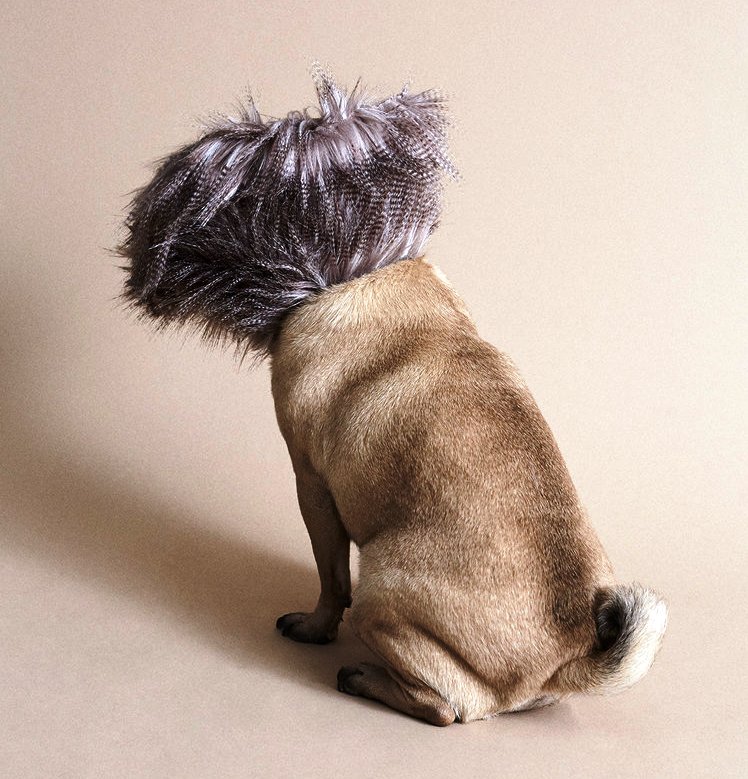 «Фэшн-Шарик»: художник по костюмам создал дизайнерские конусы для собак