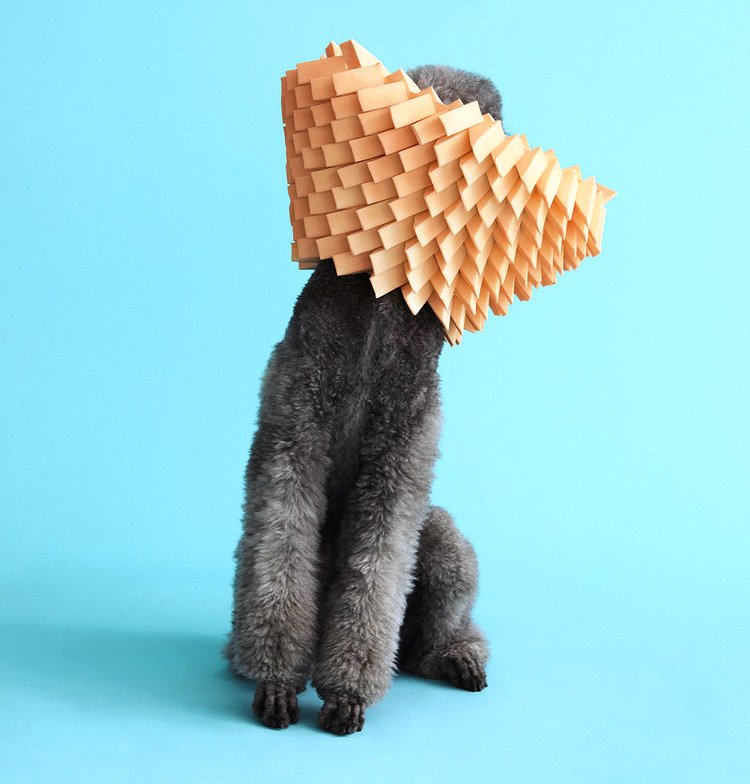 «Фэшн-Шарик»: художник по костюмам создал дизайнерские конусы для собак