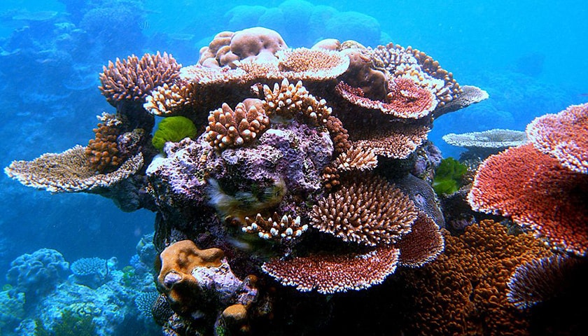 Чудеса, да и только: восемь необычных существ Большого Барьерного рифа