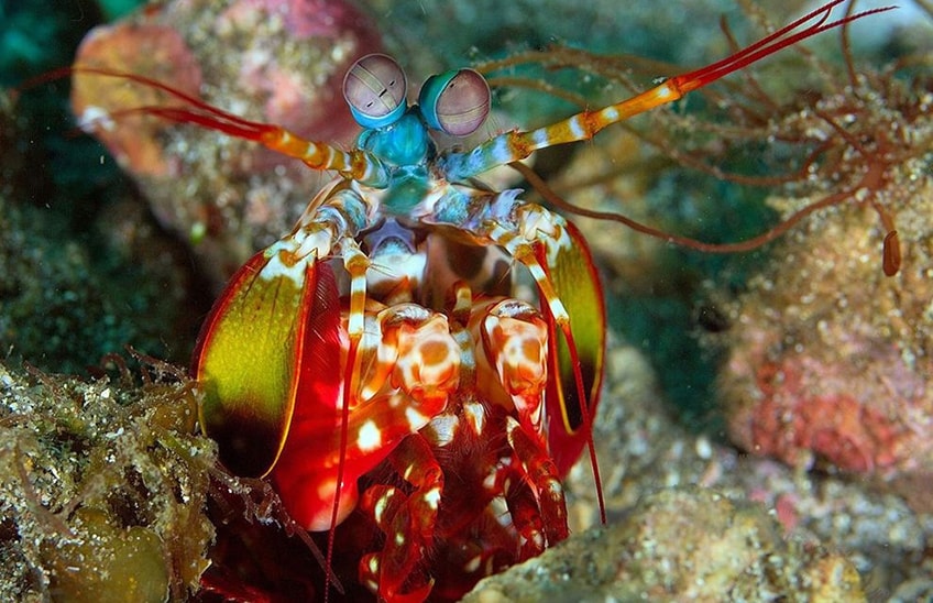 Чудеса, да и только: восемь необычных существ Большого Барьерного рифа