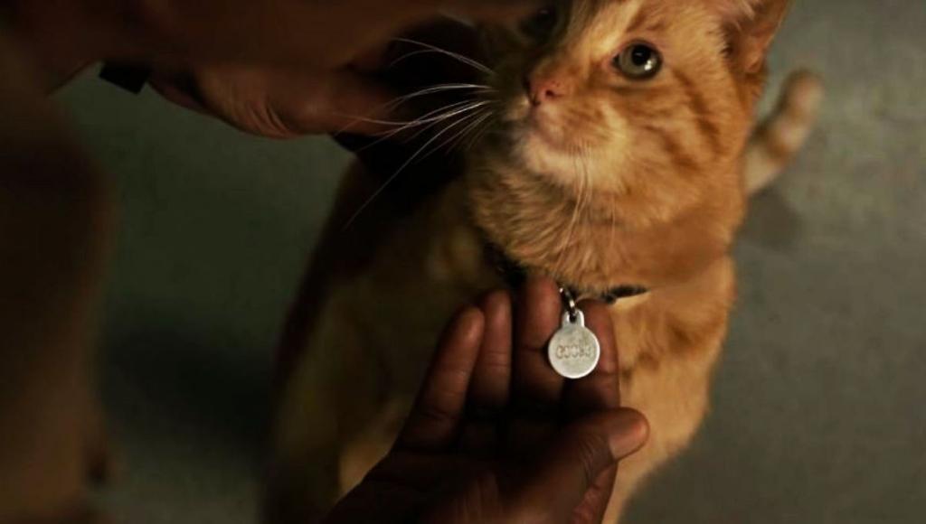 Суперзвезда в мехах, и это не Бри Ларсон: в фильме "Капитан Марвел" появится еще один главный персонаж - обычная пушистая кошка