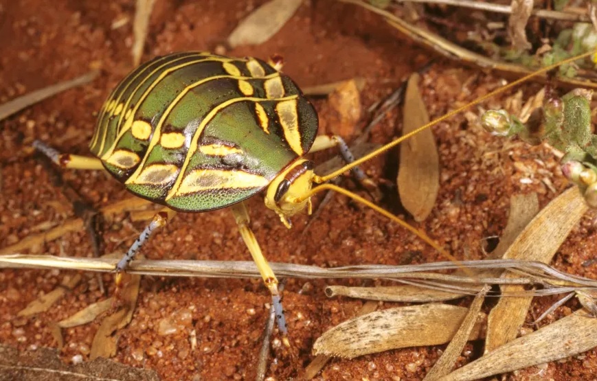 Переживут ли тараканы ядерный апокалипсис: последние исследования