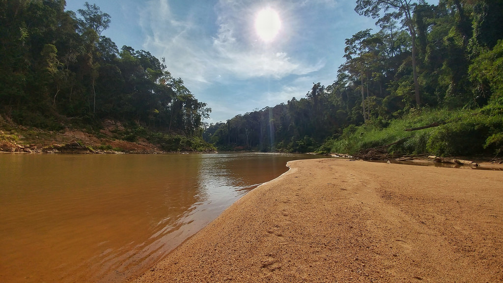Незабываемое путешествие в один из старейших лесов мира в Малайзии