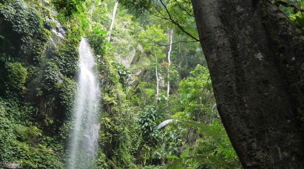 Незабываемое путешествие в один из старейших лесов мира в Малайзии
