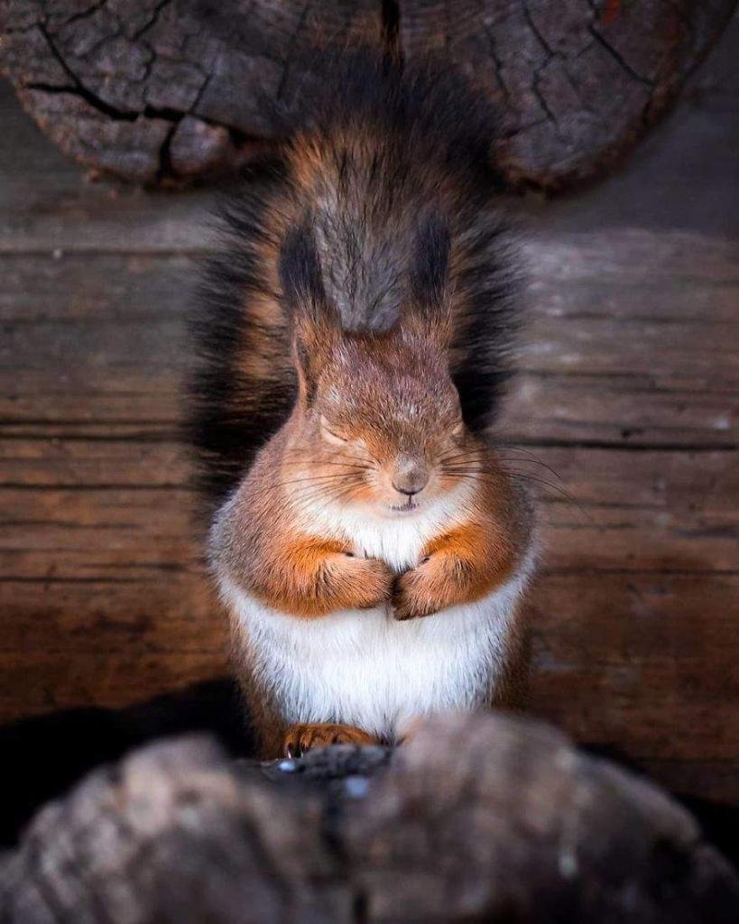 Фотограф делает сказочные снимки, запечатлевая диких животных финского леса