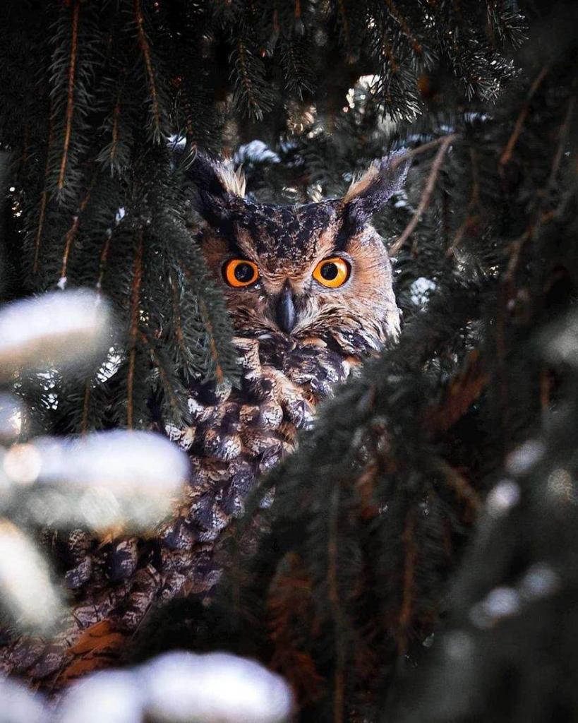Фотограф делает сказочные снимки, запечатлевая диких животных финского леса