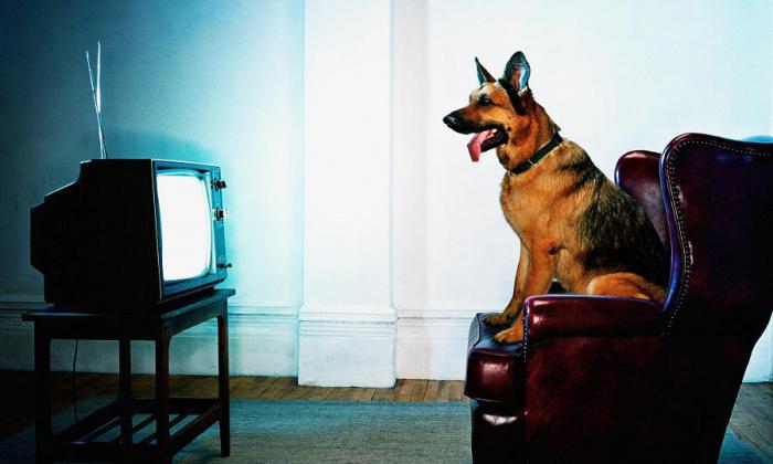 собаки смотрят телевизор