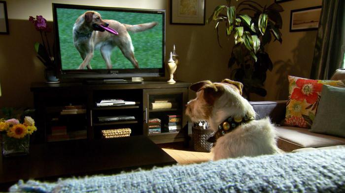 телепередачи для собак