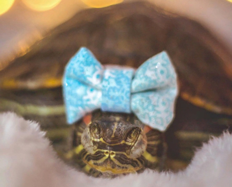 Знакомьтесь, Squishy и Rosy: черепахи, у которых много подписчиков в Instagram