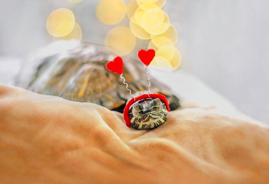 Знакомьтесь, Squishy и Rosy: черепахи, у которых много подписчиков в Instagram