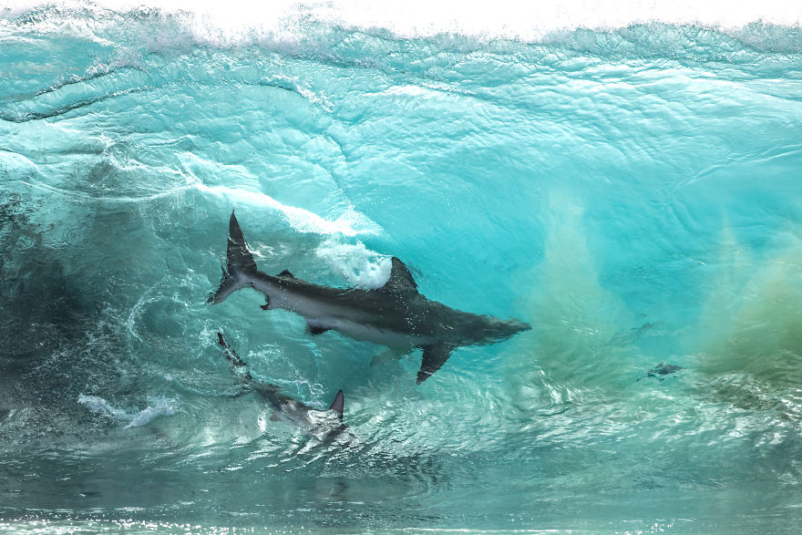 Фотограф хотел просто сделать снимки китовых акул, отдыхая в Австралии, но его камера зафиксировала невероятное явление
