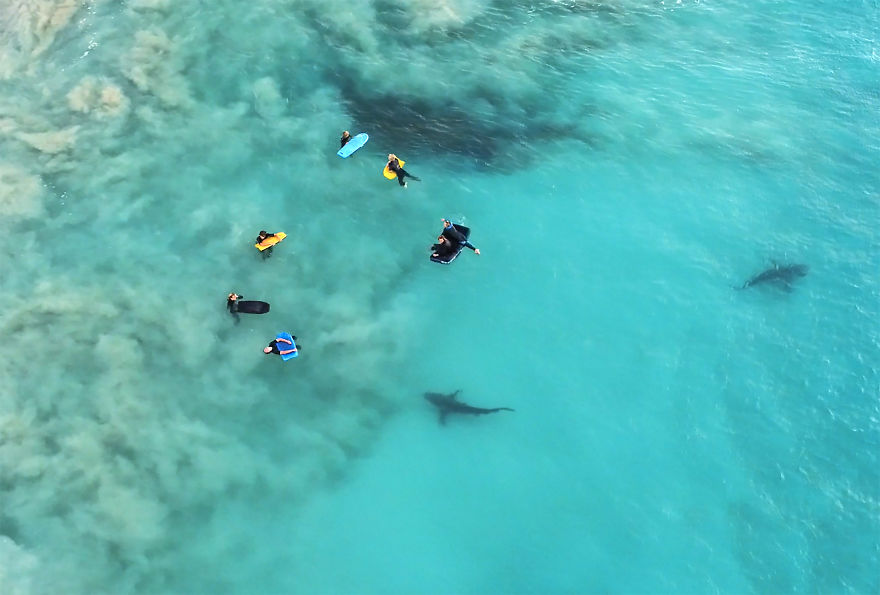 Фотограф хотел просто сделать снимки китовых акул, отдыхая в Австралии, но его камера зафиксировала невероятное явление