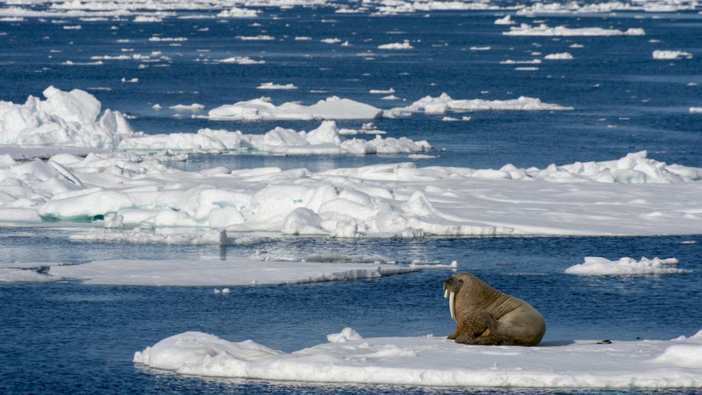 Таяние арктических льдов приведет к серьезным последствиям во всем мире