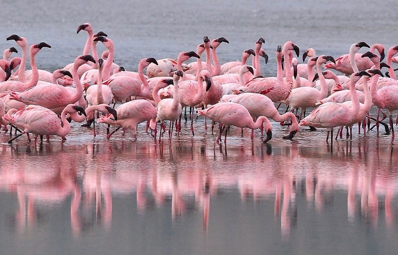 Тысячи птенцов фламинго спасены от засухи в Южной Африке