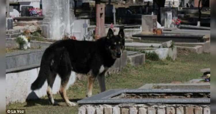 Хатико и еще 9 преданных собак, чьи клички вошли в историю