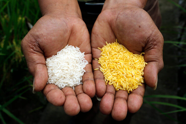 Золотой рис: чудо генетики, которое скоро может появиться на наших столах