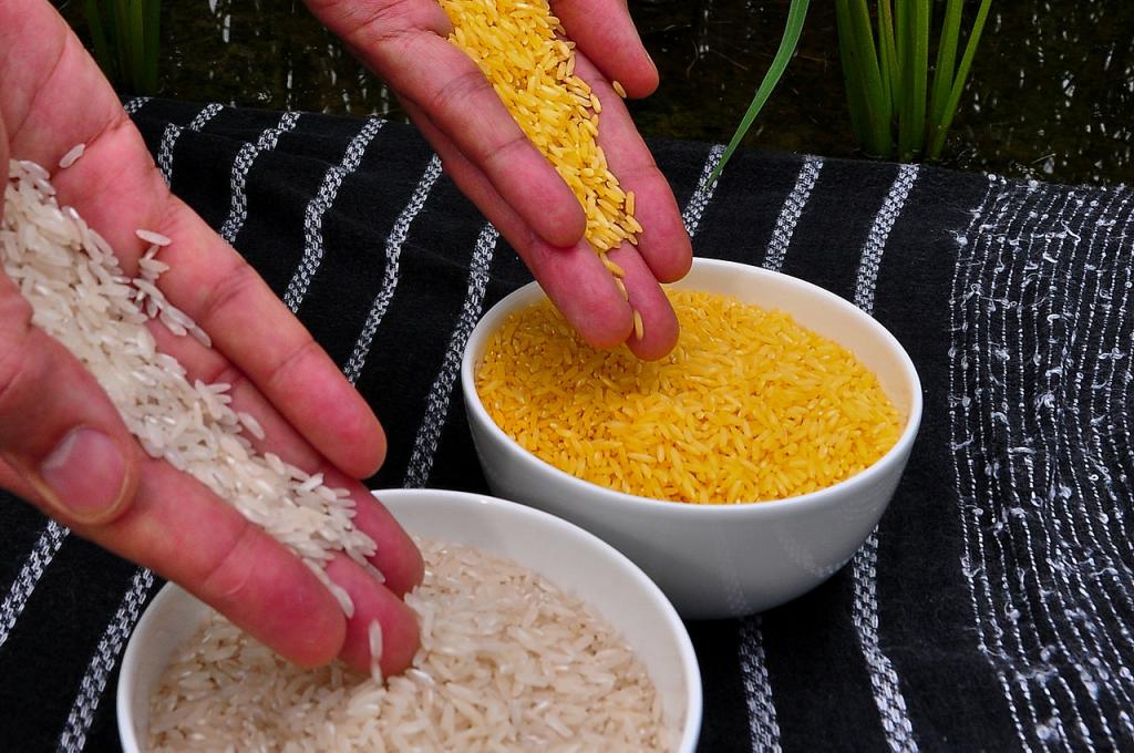 Золотой рис: чудо генетики, которое скоро может появиться на наших столах