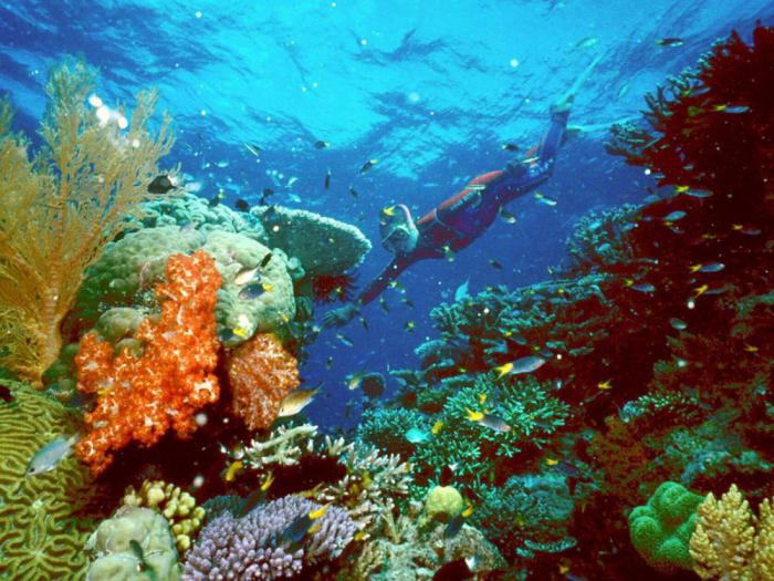 Коралловое море, Австралия
