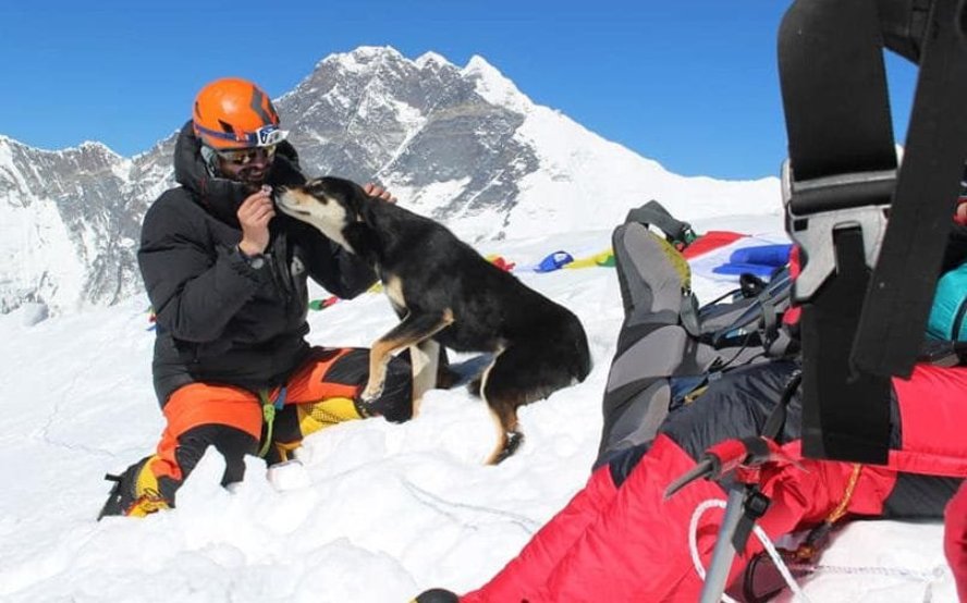 Как первая собака Эверест покорила: это первый случай в истории альпинизма