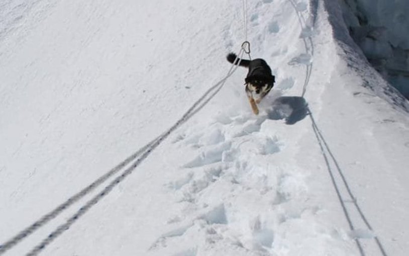 Как первая собака Эверест покорила: это первый случай в истории альпинизма