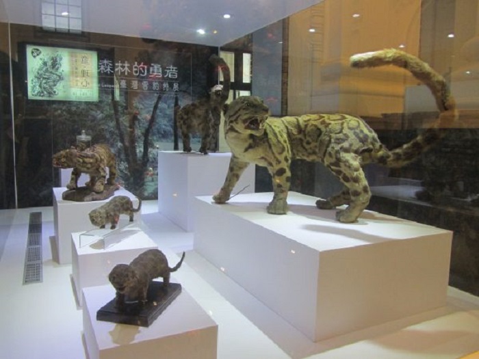 Дымчатый леопард, считавшийся вымершим на протяжении 36 лет, обнаружен на Тайване